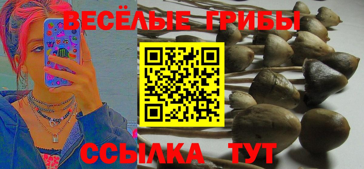 Брянск  Галлюциногенные грибы мицелий  Галлюциногенные грибы ЛСД  Вход с VPN 